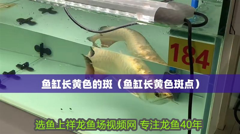 魚缸長黃色的斑（魚缸長黃色斑點）