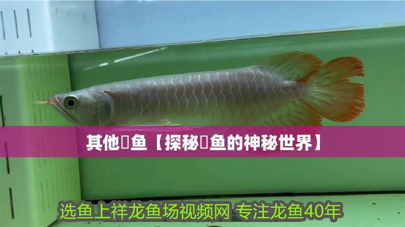其他魟魚【探秘魟魚的神秘世界】