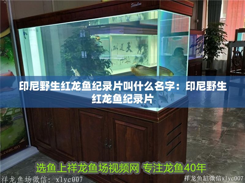 印尼野生紅龍魚紀(jì)錄片叫什么名字：印尼野生紅龍魚紀(jì)錄片