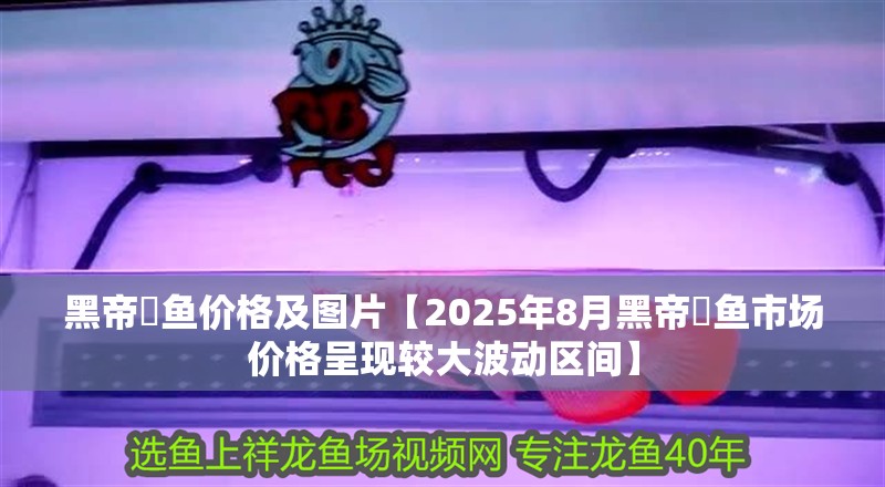 黑帝魟魚價格及圖片【2025年8月黑帝魟魚市場價格呈現較大波動區間】