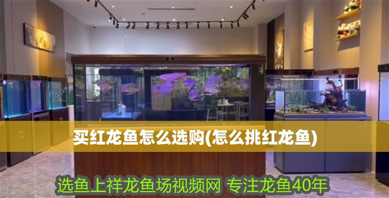 買紅龍魚怎么選購(怎么挑紅龍魚)