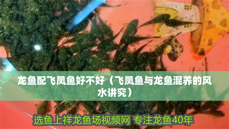 龍魚配飛鳳魚好不好（飛鳳魚與龍魚混養(yǎng)的風(fēng)水講究） 龍魚配飛鳳魚好不好（飛鳳魚與龍魚混養(yǎng)的風(fēng)水講究） 龍魚百科