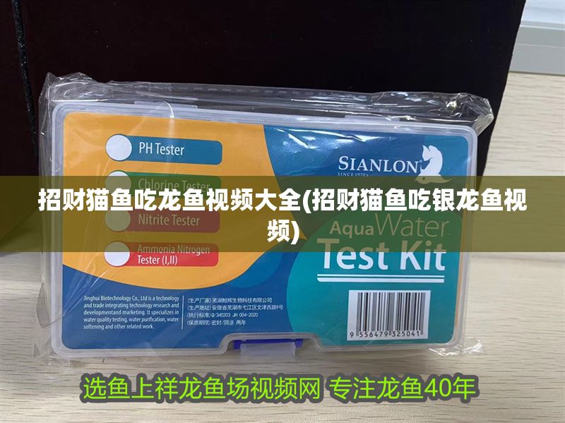 招財(cái)貓魚(yú)吃龍魚(yú)視頻大全(招財(cái)貓魚(yú)吃銀龍魚(yú)視頻) 招財(cái)貓魚(yú)吃龍魚(yú)視頻大全(招財(cái)貓魚(yú)吃銀龍魚(yú)視頻) 銀龍魚(yú)百科 第1張