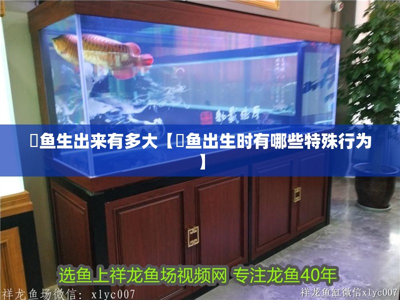 魟魚生出來有多大【魟魚出生時(shí)有哪些特殊行為】