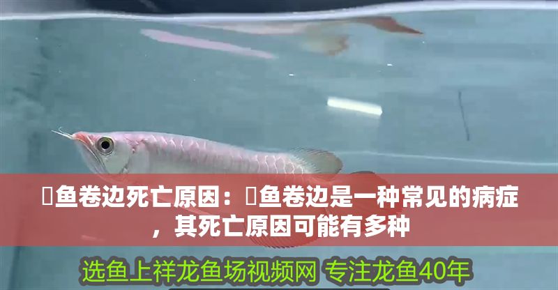 魟魚卷邊死亡原因：魟魚卷邊是一種常見的病癥，其死亡原因可能有多種