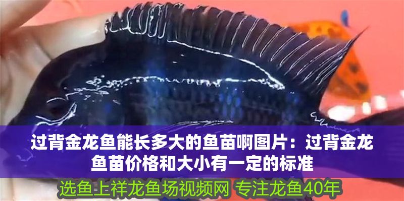 過背金龍魚能長多大的魚苗啊圖片：過背金龍魚苗價格和大小有一定的標準