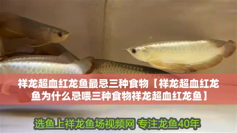 祥龍超血紅龍魚最忌三種食物【祥龍超血紅龍魚為什么忌喂三種食物祥龍超血紅龍魚】