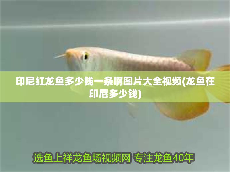 印尼紅龍魚多少錢一條啊圖片大全視頻(龍魚在印尼多少錢)