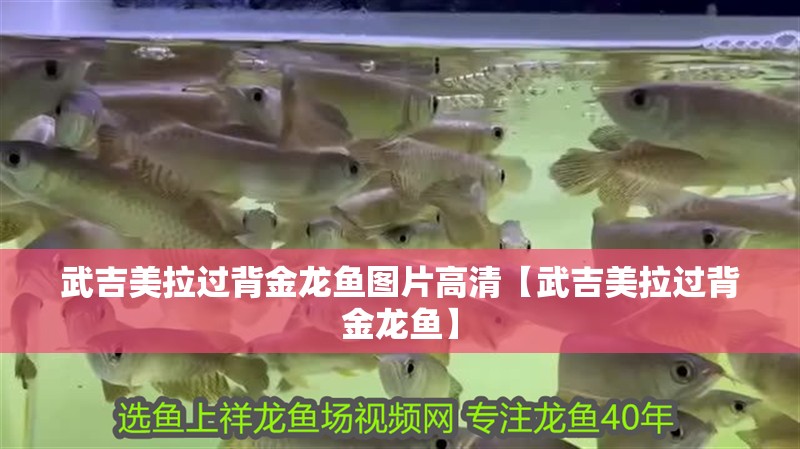 武吉美拉過背金龍魚圖片高清【武吉美拉過背金龍魚】 武吉美拉過背金龍魚圖片高清【武吉美拉過背金龍魚】 水族問答