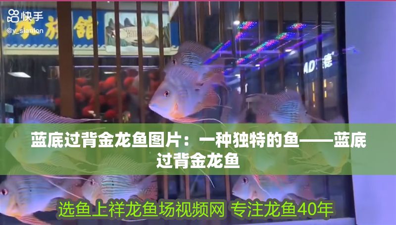藍底過背金龍魚圖片：一種獨特的魚——藍底過背金龍魚 藍底過背金龍魚圖片：一種獨特的魚——藍底過背金龍魚 金龍魚百科 第1張