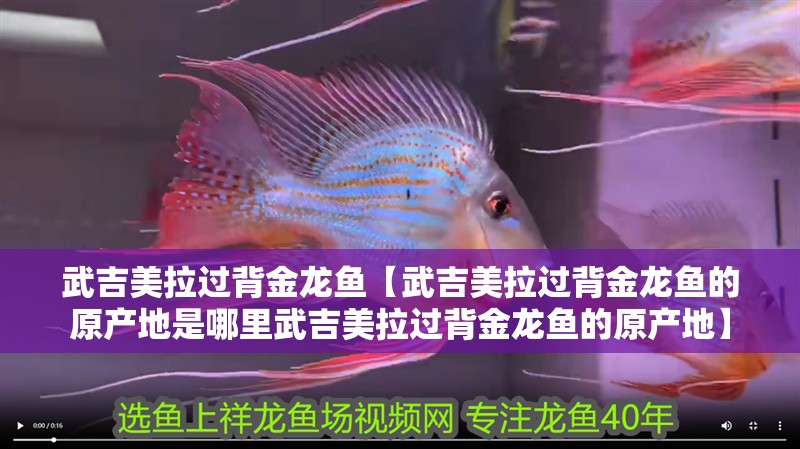 魚缸過濾器選購指南:自制魚缸過濾器魚缸上置過濾器對于養魚愛好者的必備知識 武吉美拉過背金龍魚【武吉美拉過背金龍魚的原產地是哪里武吉美拉過背金龍魚的原產地】 水族問答 武吉美拉過背金龍魚【武吉美拉過背金龍魚的原產地是哪里武吉美拉過背金龍魚的原產地】 武吉美拉過背金龍魚【武吉美拉過背金龍魚的原產地是哪里武吉美拉過背金龍魚的原產地】 水族問答