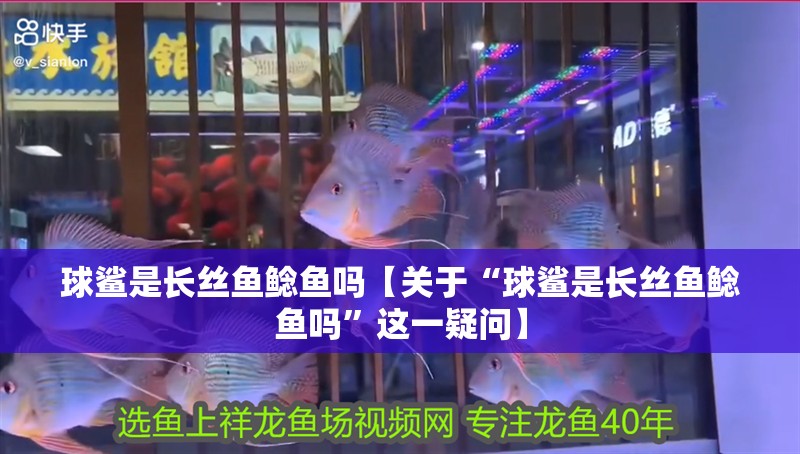 球鯊是長絲魚鯰魚嗎【關于“球鯊是長絲魚鯰魚嗎”這一疑問】