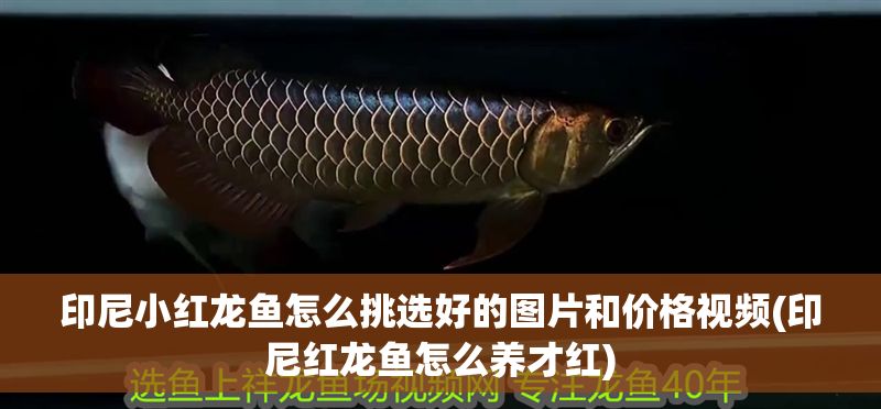 印尼小紅龍魚怎么挑選好的圖片和價格視頻(印尼紅龍魚怎么養才紅)