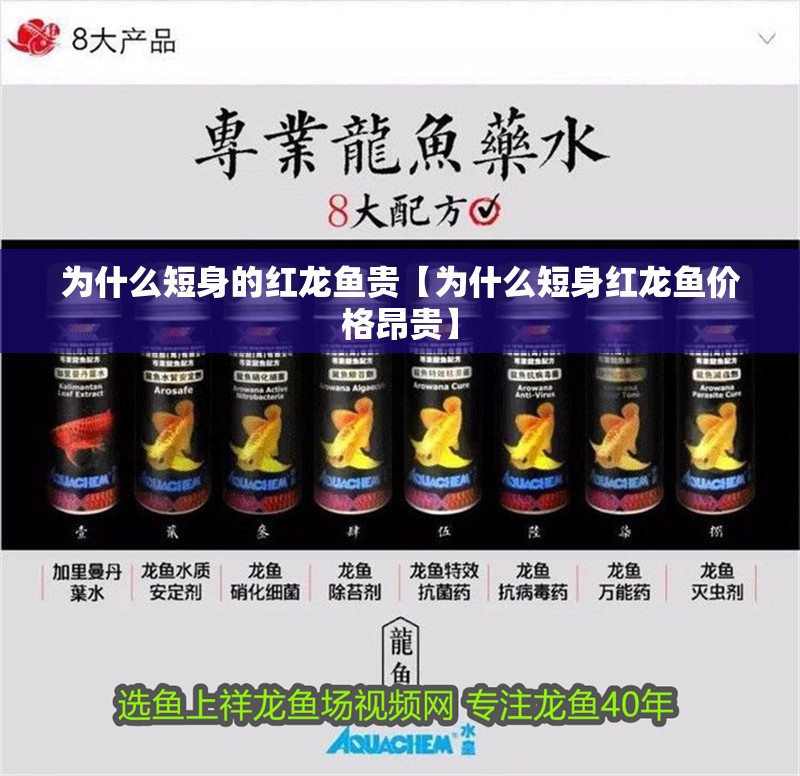 為什么短身的紅龍魚貴【為什么短身紅龍魚價格昂貴】 為什么短身的紅龍魚貴【為什么短身紅龍魚價格昂貴】 水族問答