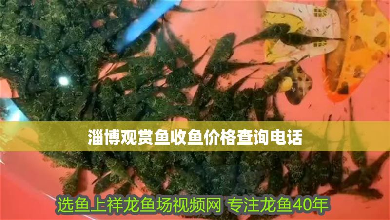淄博觀賞魚收魚價格查詢電話