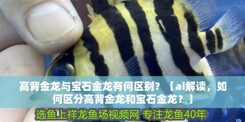 高背金龍與寶石金龍有何區(qū)別？【ai解讀，如何區(qū)分高背金龍和寶石金龍？】 高背金龍與寶石金龍有何區(qū)別？【ai解讀，如何區(qū)分高背金龍和寶石金龍？】 龍魚論壇