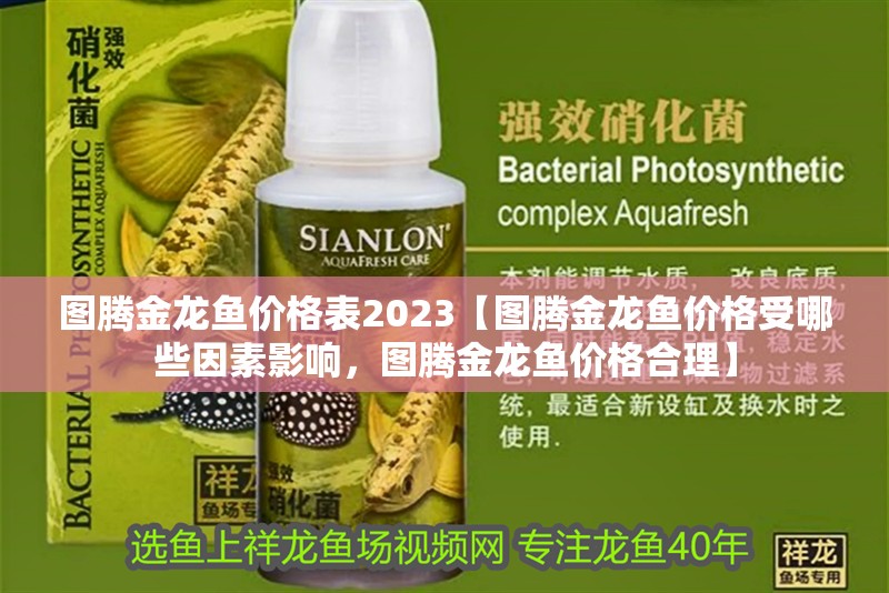 圖騰金龍魚價(jià)格表2023【圖騰金龍魚價(jià)格受哪些因素影響，圖騰金龍魚價(jià)格合理】