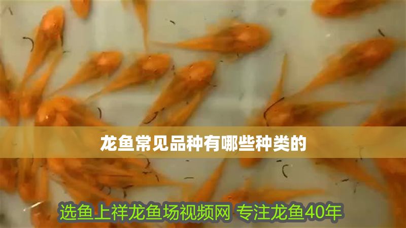 龍魚(yú)常見(jiàn)品種有哪些種類的 龍魚(yú)百科 第2張 龍魚(yú)常見(jiàn)品種有哪些種類的 龍魚(yú)常見(jiàn)品種有哪些種類的 龍魚(yú)百科 第2張