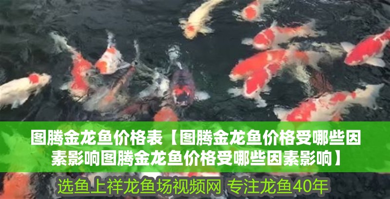 圖騰金龍魚價(jià)格表【圖騰金龍魚價(jià)格受哪些因素影響圖騰金龍魚價(jià)格受哪些因素影響】