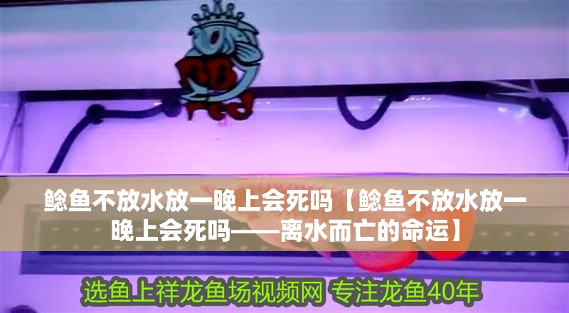 鯰魚不放水放一晚上會死嗎【鯰魚不放水放一晚上會死嗎——離水而亡的命運】