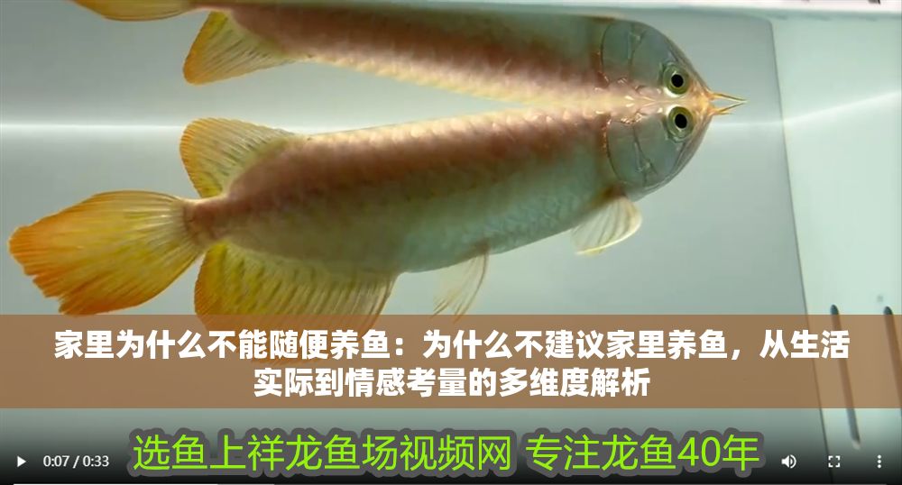 家里為什么不能隨便養魚：為什么不建議家里養魚，從生活實際到情感考量的多維度解析