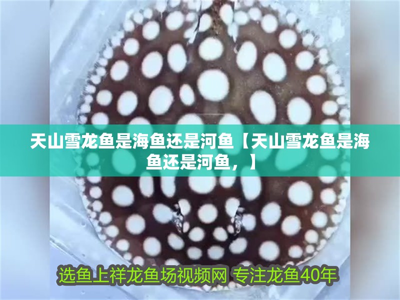 天山雪龍魚(yú)是海魚(yú)還是河魚(yú)【天山雪龍魚(yú)是海魚(yú)還是河魚(yú)，】