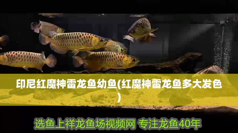 印尼紅魔神雷龍魚幼魚(紅魔神雷龍魚多大發色)
