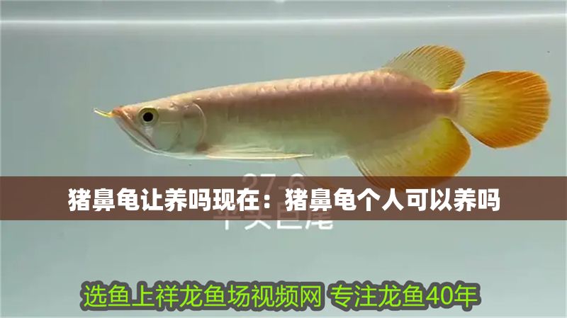 豬鼻龜讓養(yǎng)嗎現(xiàn)在：豬鼻龜個人可以養(yǎng)嗎