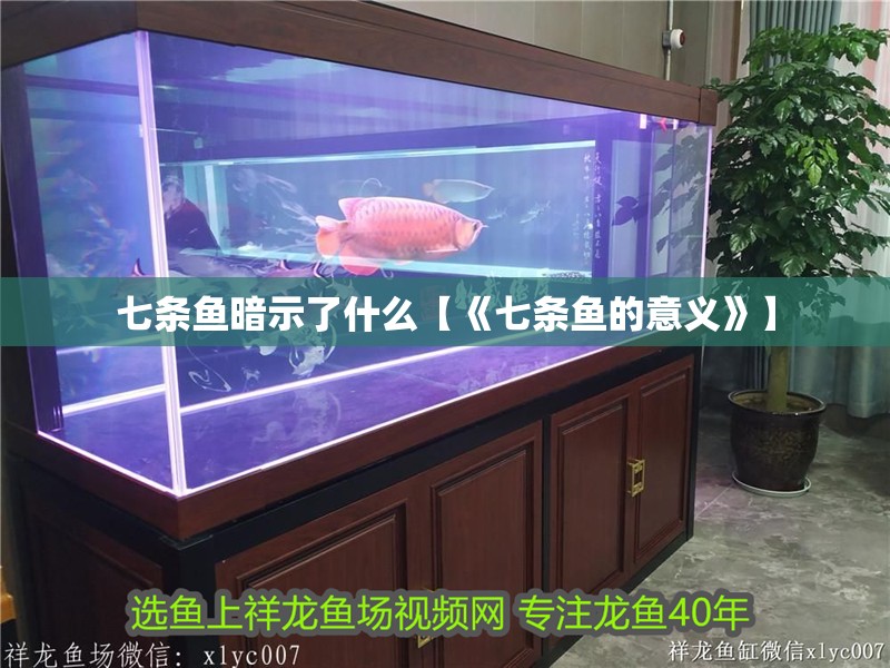龍魚干蝦有營養嗎 七條魚暗示了什么【《七條魚的意義》】 龍魚論壇 七條魚暗示了什么【《七條魚的意義》】 七條魚暗示了什么【《七條魚的意義》】 龍魚論壇