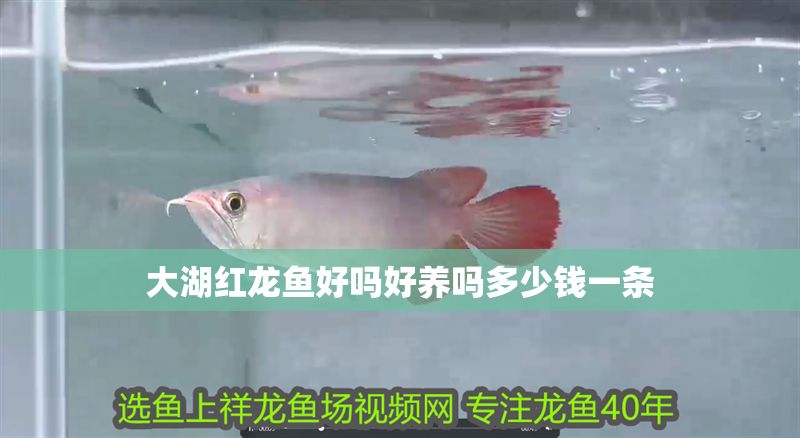 大湖紅龍魚好嗎好養嗎多少錢一條