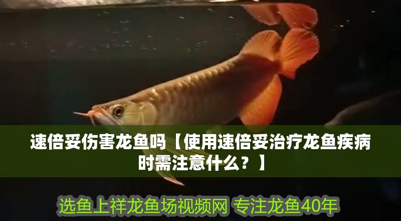 速倍妥傷害龍魚嗎【使用速倍妥治療龍魚疾病時需注意什么？】