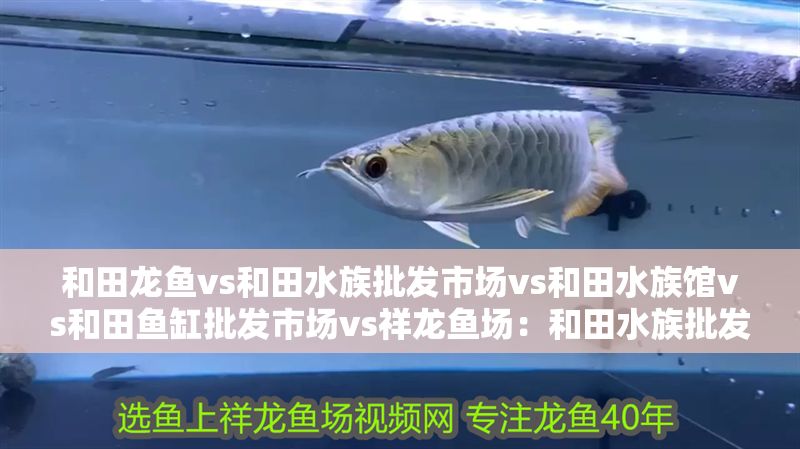 和田龍魚vs和田水族批發市場vs和田水族館vs和田魚缸批發市場vs祥龍魚場：和田水族批發市場價格