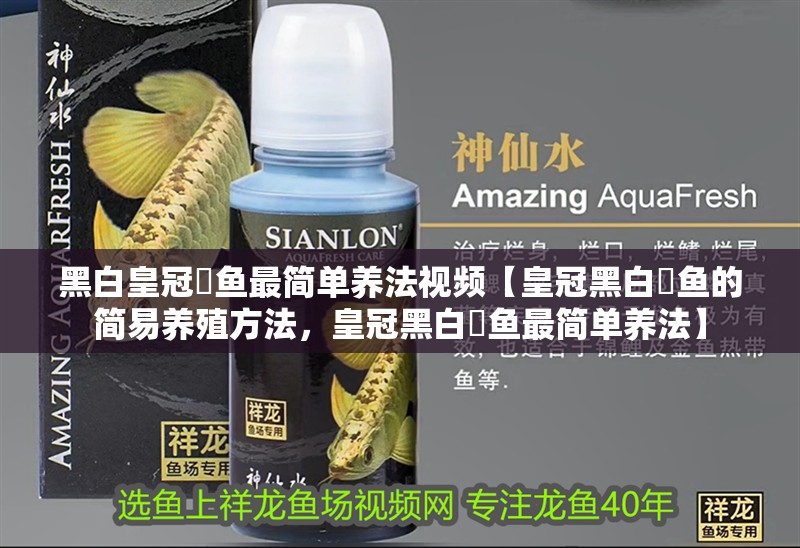黑白皇冠魟魚最簡單養法視頻【皇冠黑白魟魚的簡易養殖方法，皇冠黑白魟魚最簡單養法】