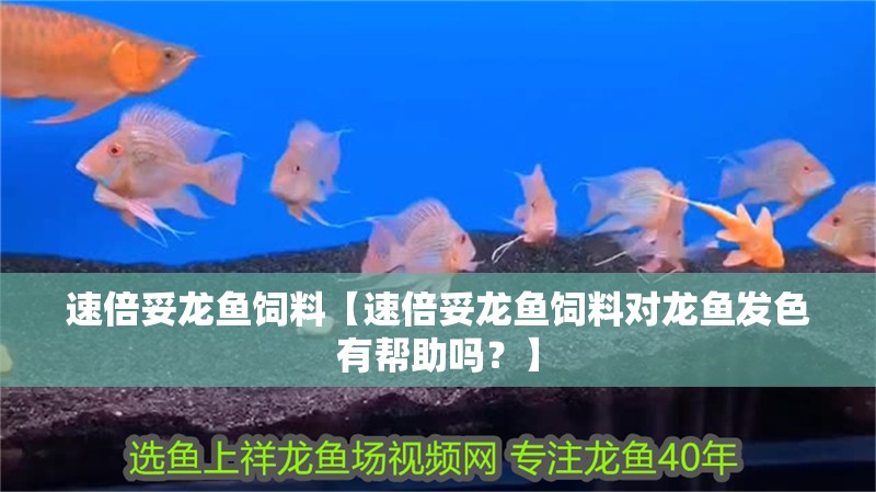 速倍妥龍魚(yú)飼料【速倍妥龍魚(yú)飼料對(duì)龍魚(yú)發(fā)色有幫助嗎？】