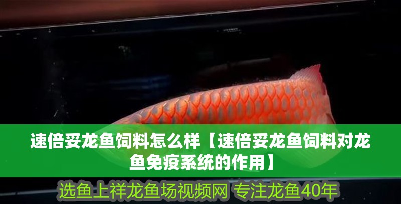 速倍妥龍魚飼料怎么樣【速倍妥龍魚飼料對(duì)龍魚免疫系統(tǒng)的作用】