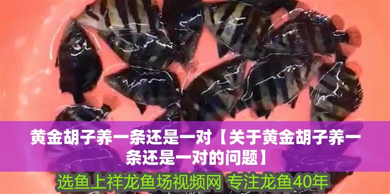 龍魚干蝦有營養嗎 黃金胡子養一條還是一對【關于黃金胡子養一條還是一對的問題】 龍魚論壇 黃金胡子養一條還是一對【關于黃金胡子養一條還是一對的問題】 黃金胡子養一條還是一對【關于黃金胡子養一條還是一對的問題】 龍魚論壇