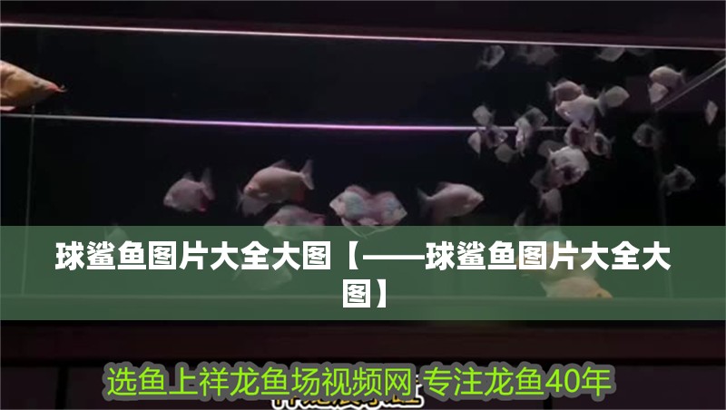 球鯊魚圖片大全大圖【——球鯊魚圖片大全大圖】