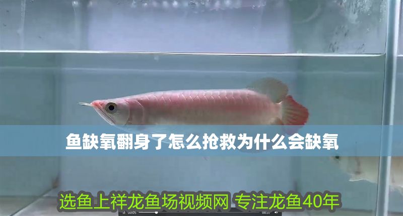 魚缺氧翻身了怎么搶救為什么會缺氧 魚缺氧翻身了怎么搶救為什么會缺氧 銀龍魚百科 第2張