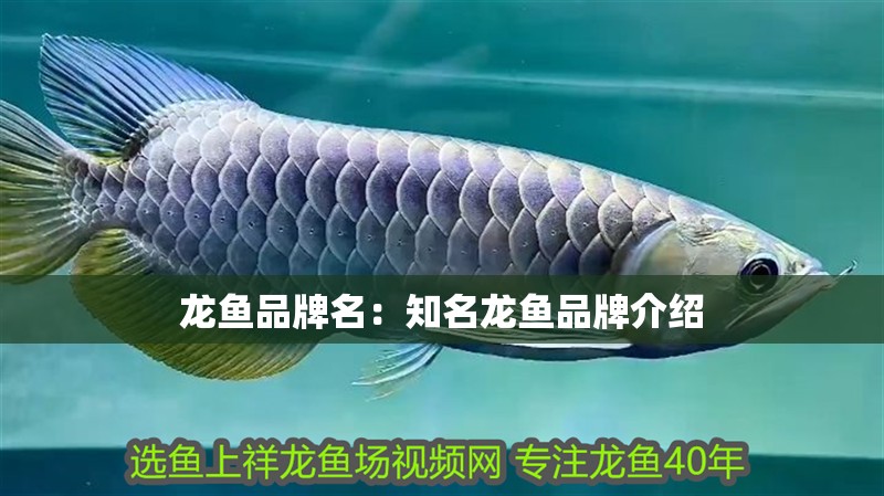 龍魚品牌名：知名龍魚品牌介紹