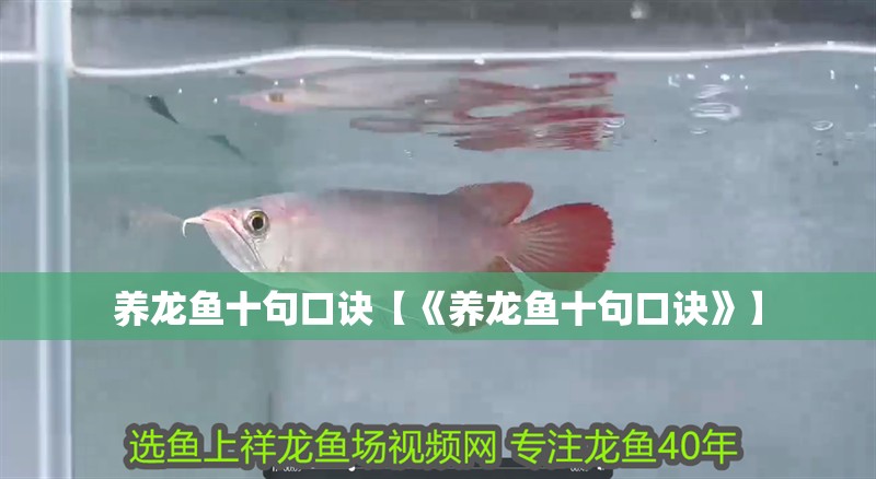 養(yǎng)龍魚十句口訣【《養(yǎng)龍魚十句口訣》】