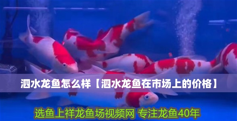 泗水龍魚怎么樣【泗水龍魚在市場上的價(jià)格】 泗水龍魚怎么樣【泗水龍魚在市場上的價(jià)格】 水族問答