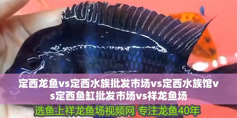 定西龍魚vs定西水族批發(fā)市場(chǎng)vs定西水族館vs定西魚缸批發(fā)市場(chǎng)vs祥龍魚場(chǎng)