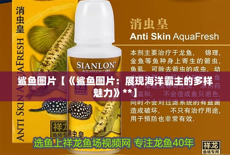 鯊魚圖片【《鯊魚圖片：展現海洋霸主的多樣魅力》**】