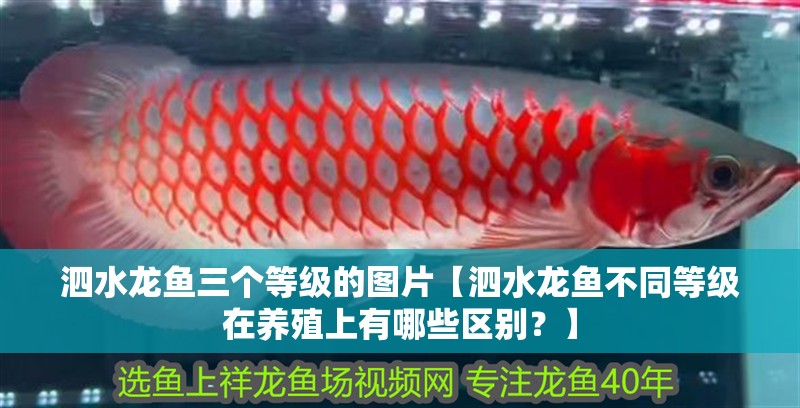 泗水龍魚三個等級的圖片【泗水龍魚不同等級在養殖上有哪些區別？】