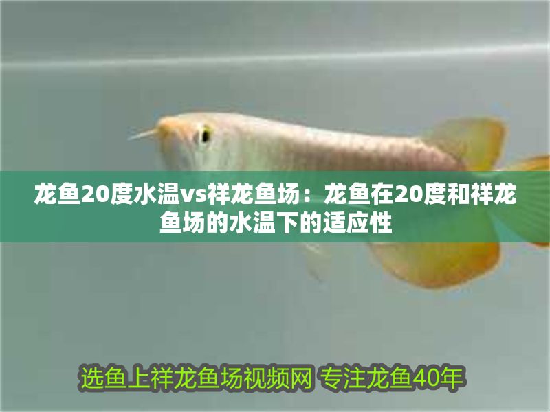龍魚20度水溫vs祥龍魚場：龍魚在20度和祥龍魚場的水溫下的適應性