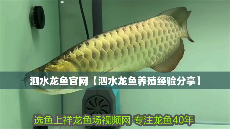泗水龍魚官網【泗水龍魚養殖經驗分享】