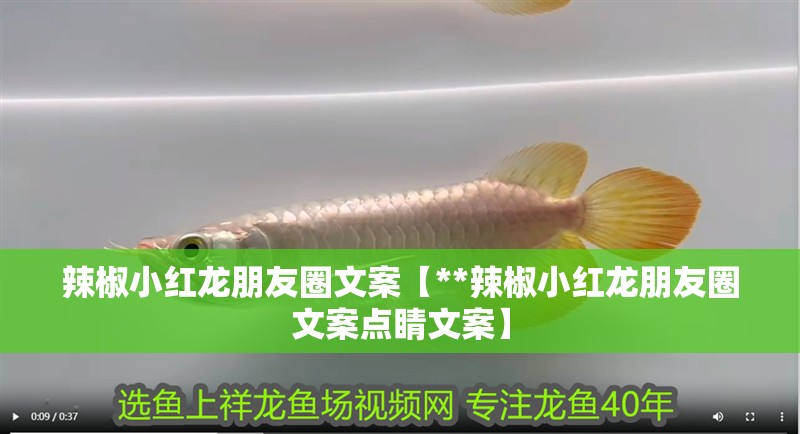 辣椒小紅龍朋友圈文案【**辣椒小紅龍朋友圈文案點(diǎn)睛文案】