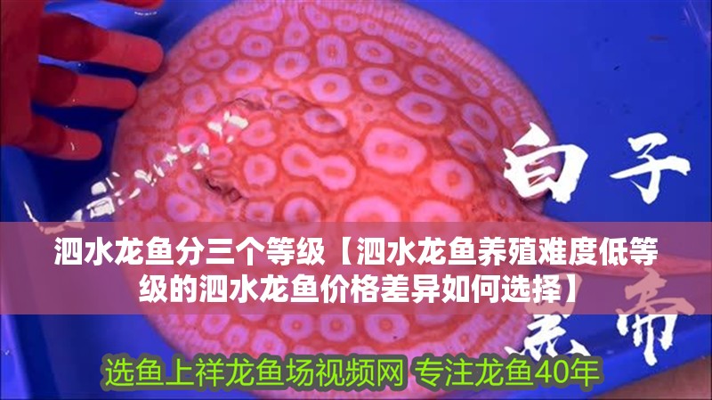 泗水龍魚分三個等級【泗水龍魚養殖難度低等級的泗水龍魚價格差異如何選擇】