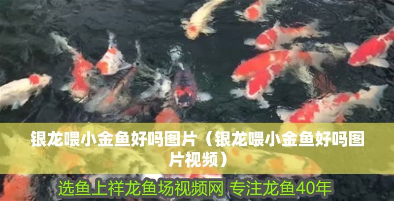 銀龍喂小金魚好嗎圖片（銀龍喂小金魚好嗎圖片視頻）