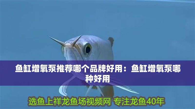 魚缸增氧泵推薦哪個品牌好用：魚缸增氧泵哪種好用
